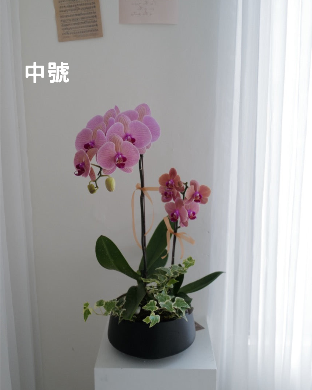 【祝賀蘭花盆花】
