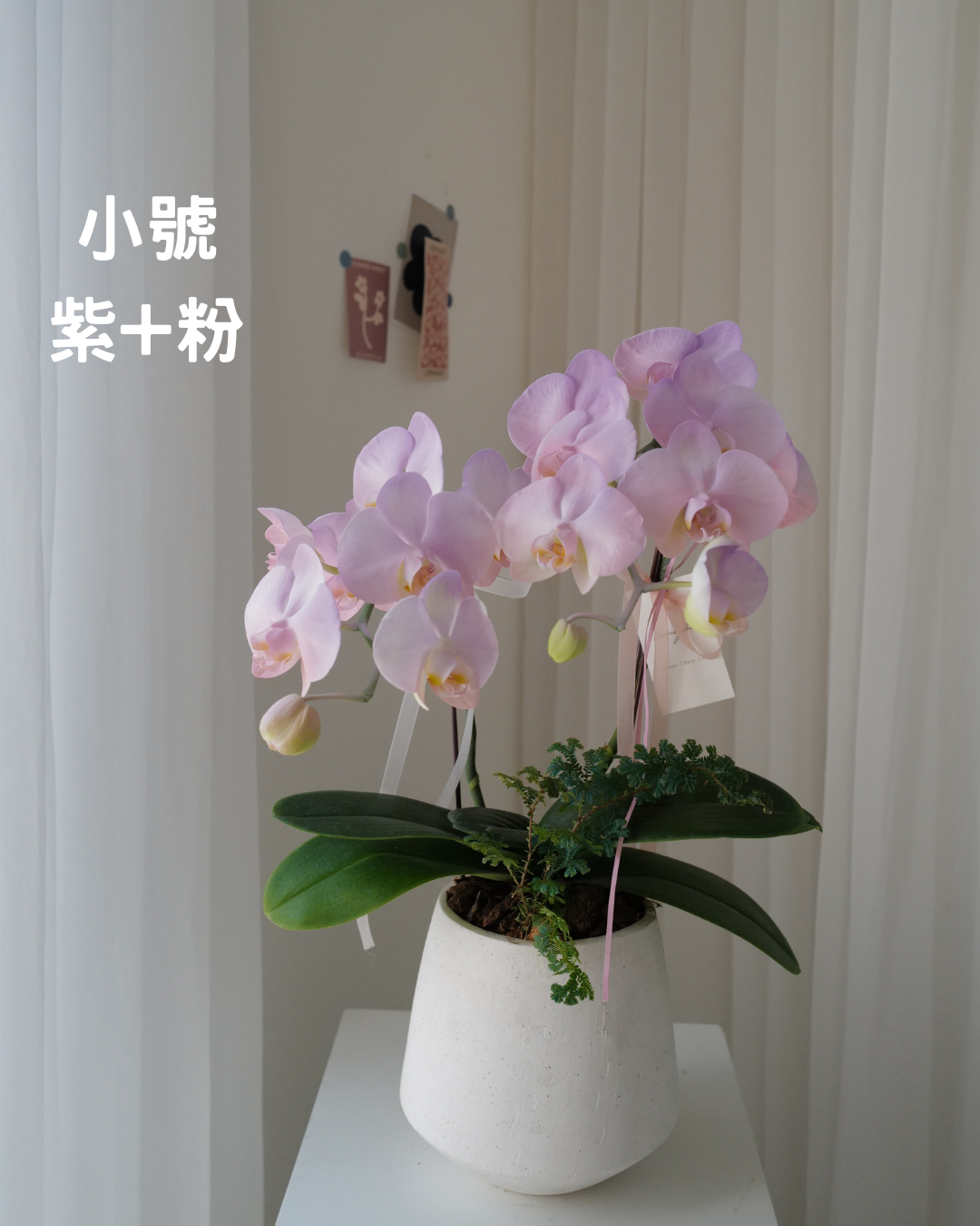 【母親節蘭花盆花】