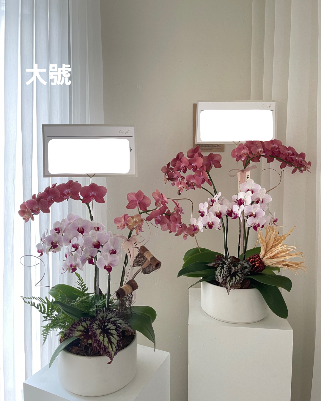 【祝賀蘭花盆花】