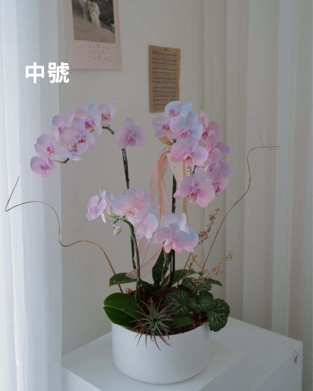 【祝賀蘭花盆花】