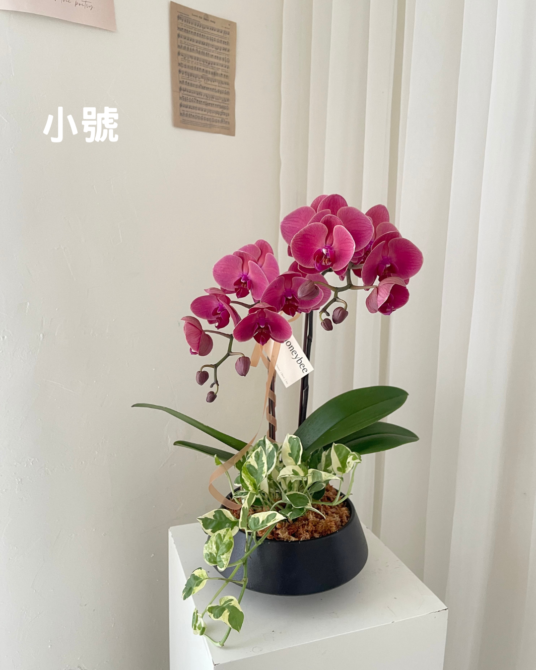 【祝賀蘭花盆花】