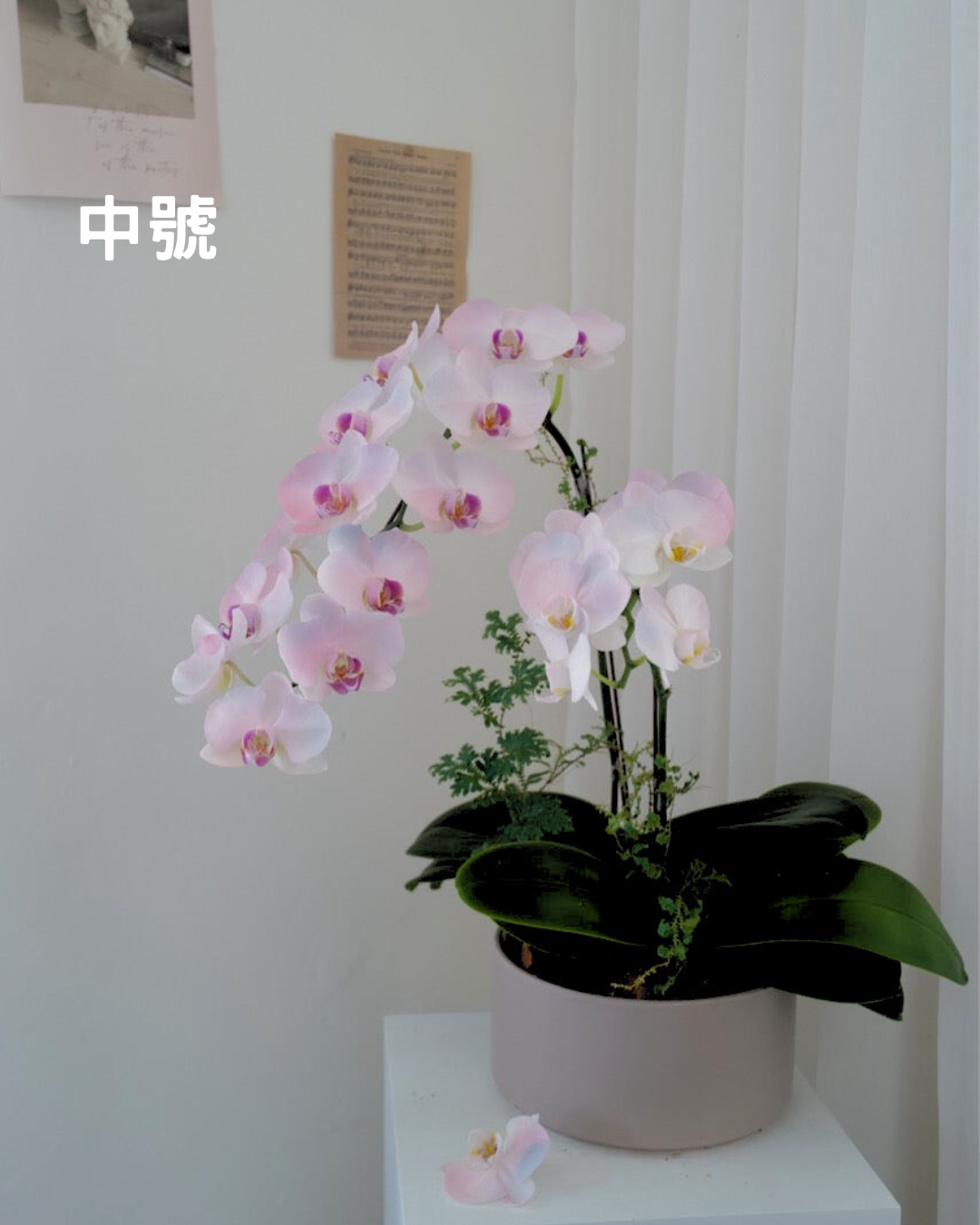 【祝賀蘭花盆花】