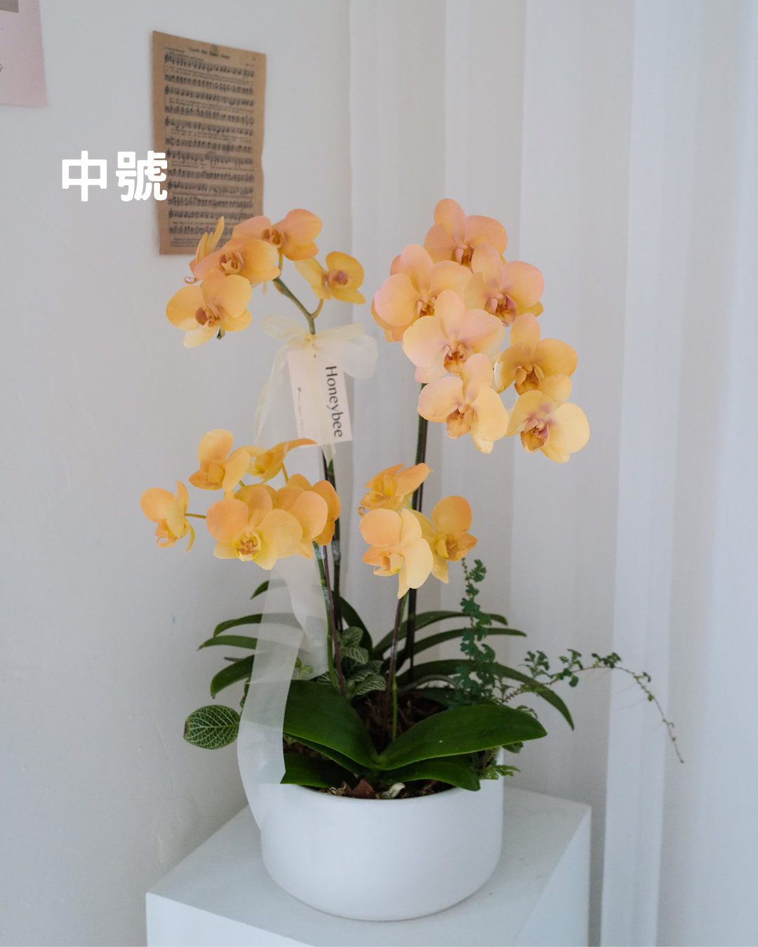 【祝賀蘭花盆花】