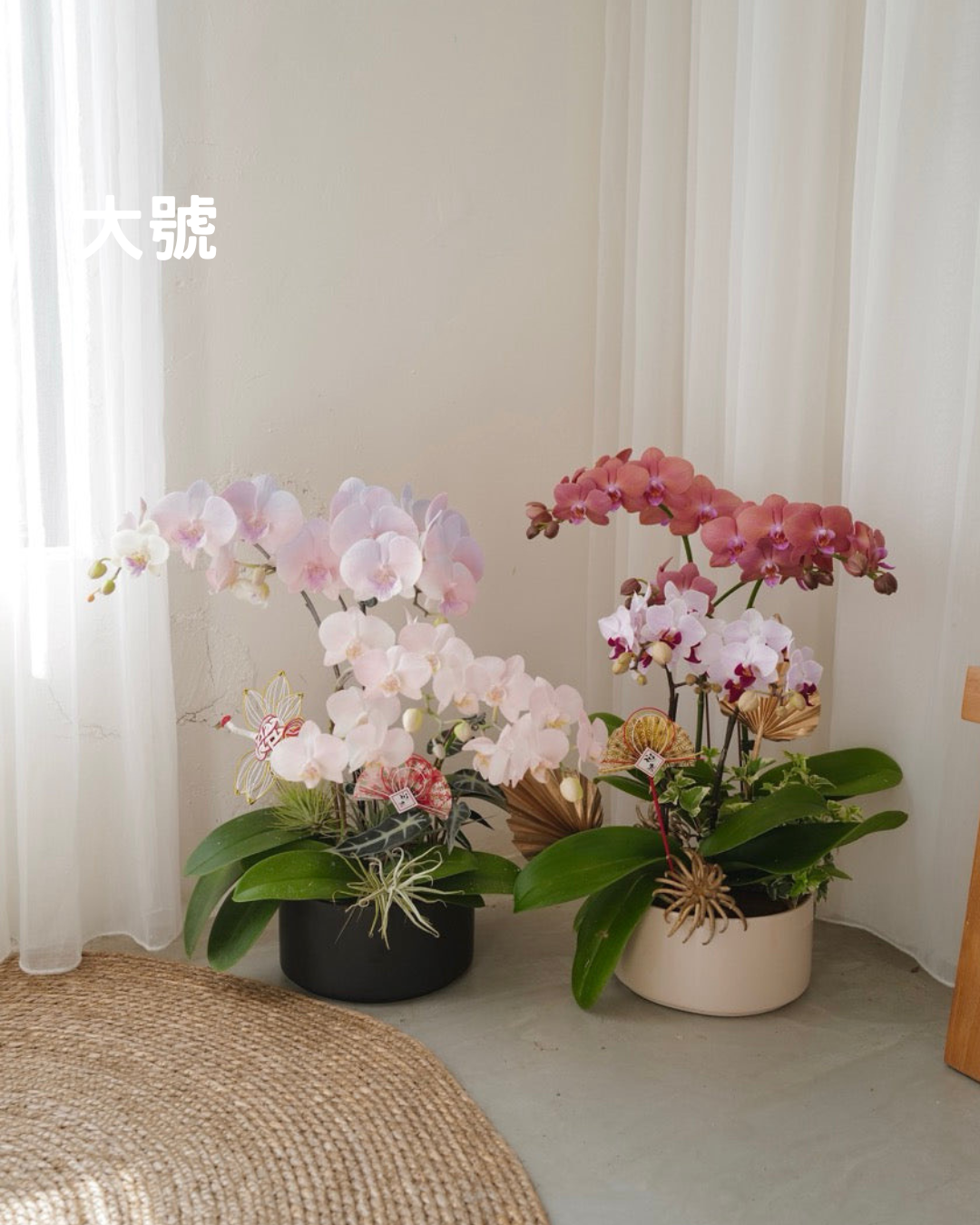 【祝賀蘭花盆花】