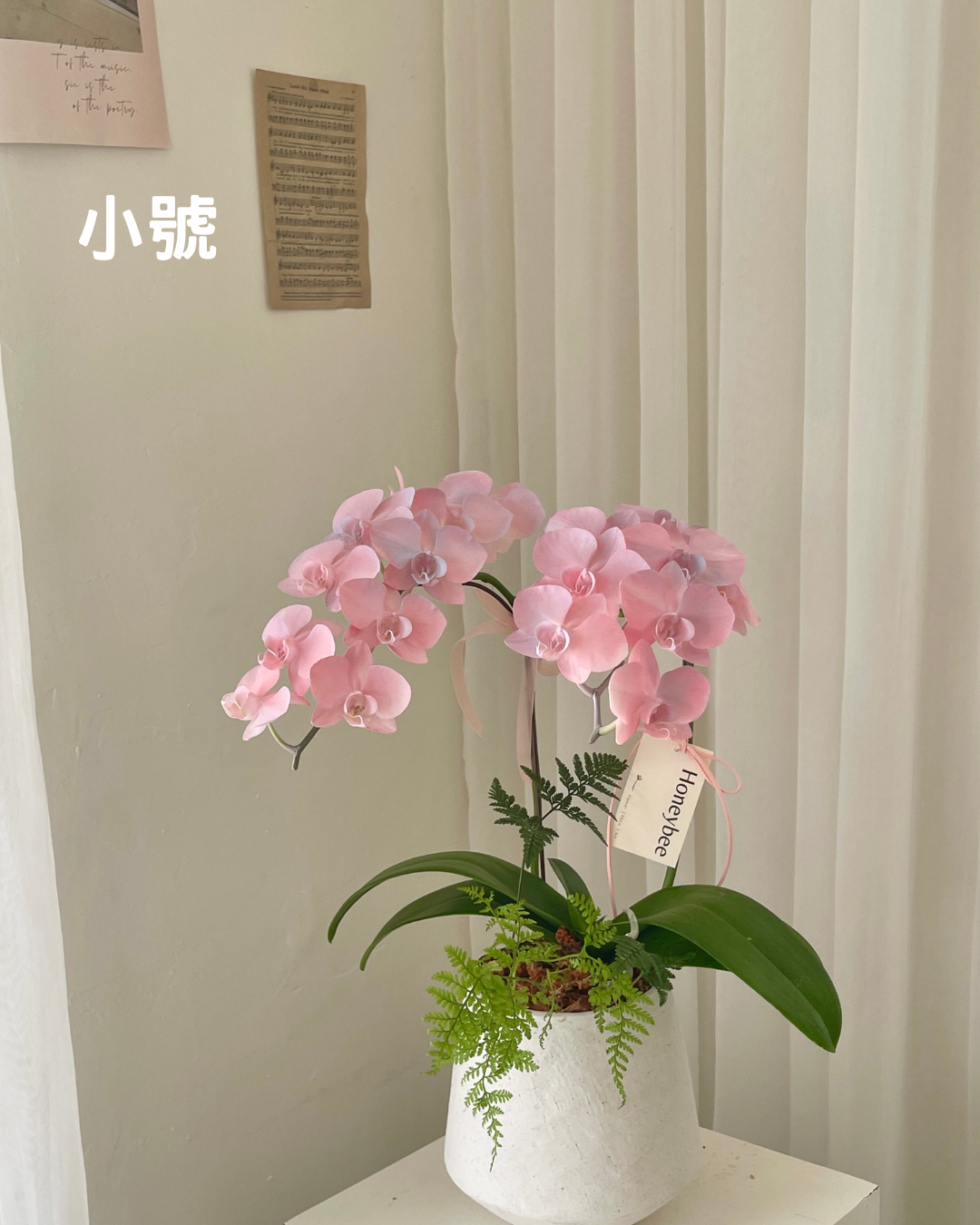 【祝賀蘭花盆花】
