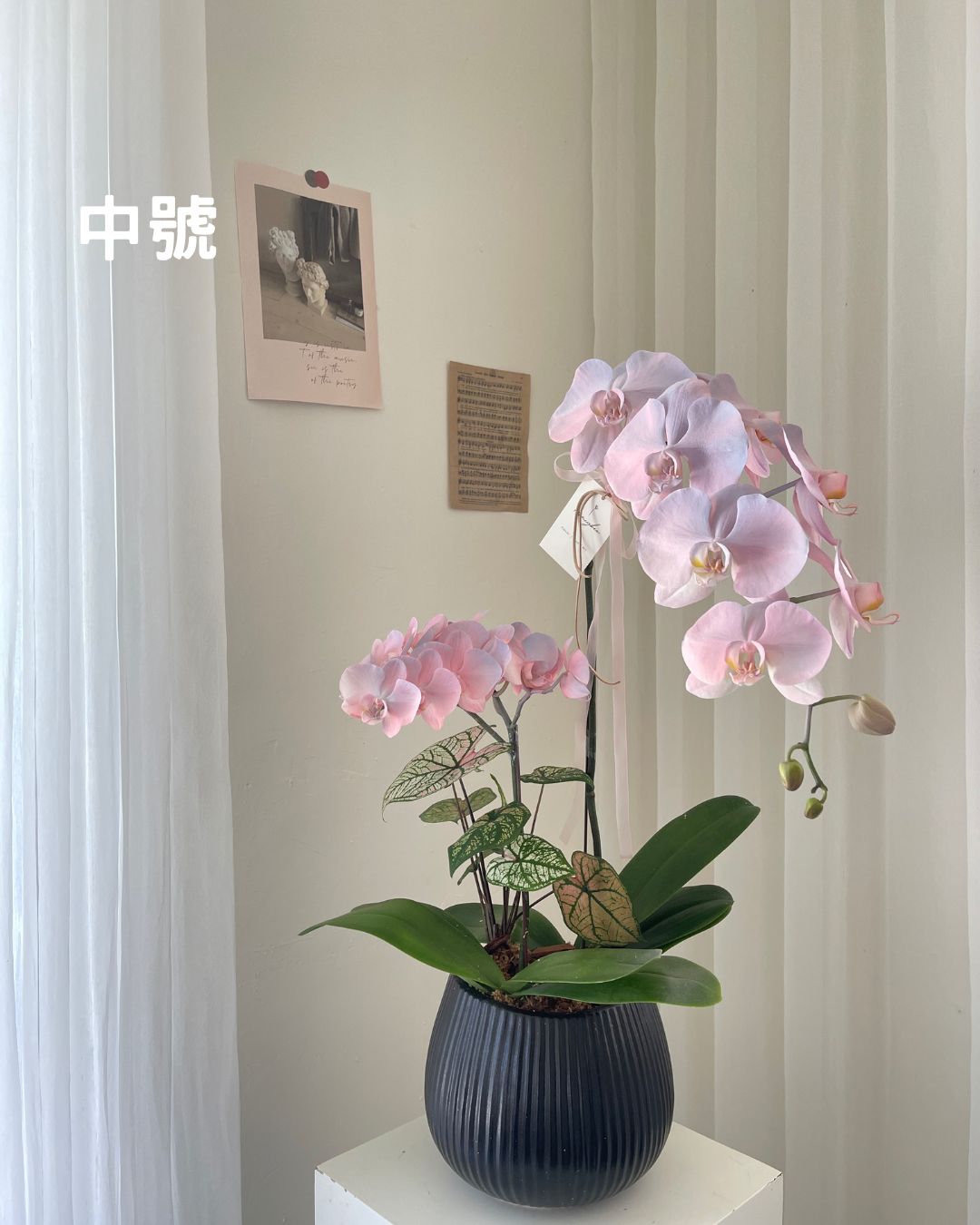 【祝賀蘭花盆花】