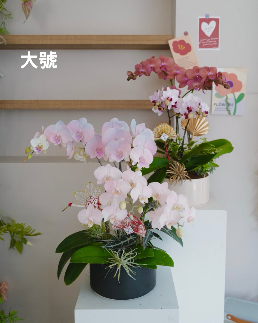 【祝賀蘭花盆花】