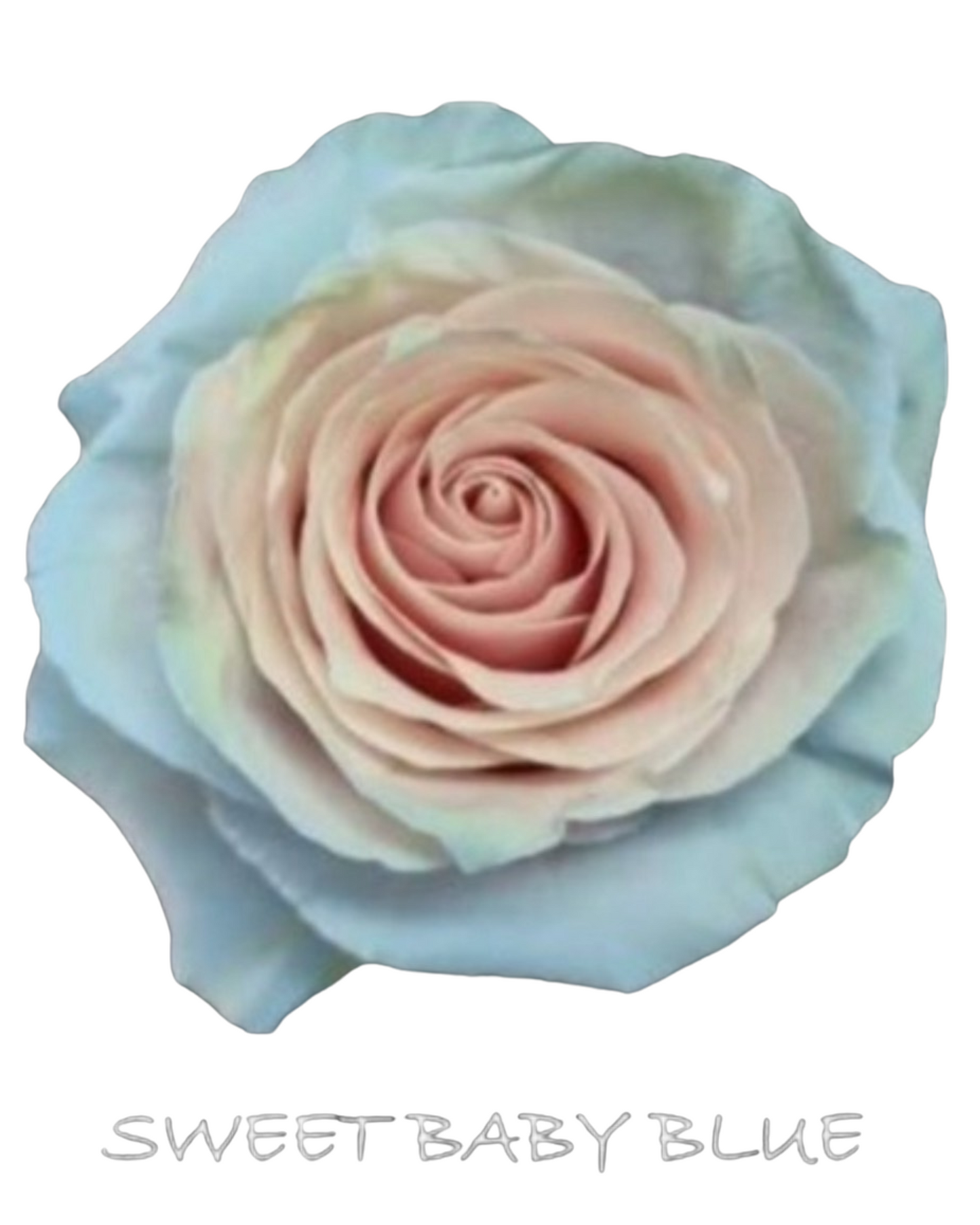 七夕✦ 玫瑰花束 Rose Bouquet