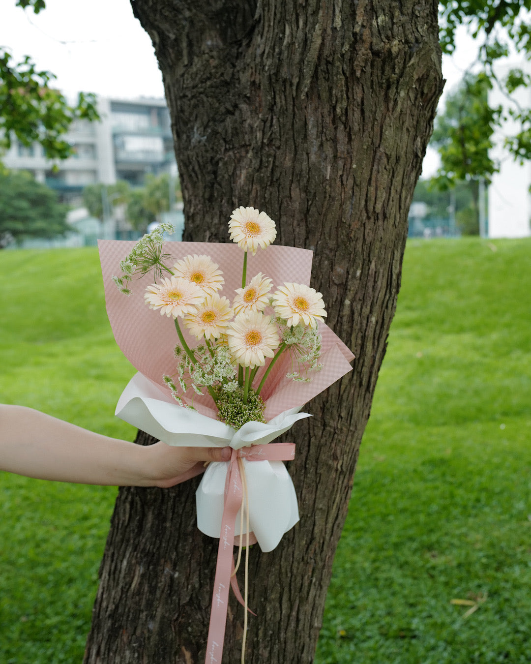 2025【非洲菊花束】