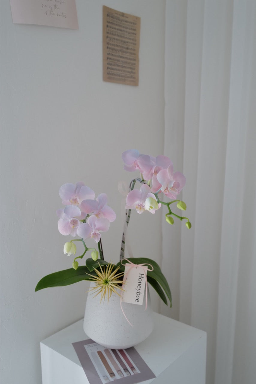 【母親節蘭花盆花】