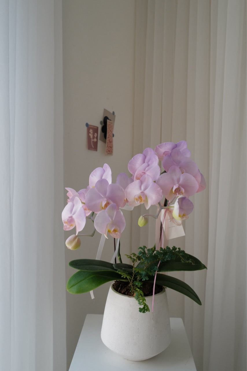 【母親節蘭花盆花】