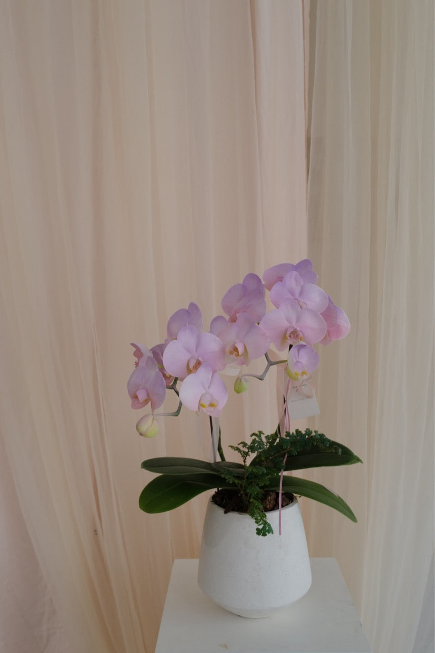 【母親節蘭花盆花】