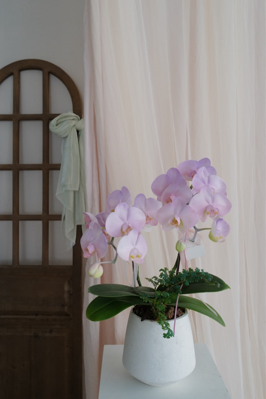 【母親節蘭花盆花】