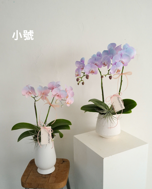 【祝賀蘭花盆花】
