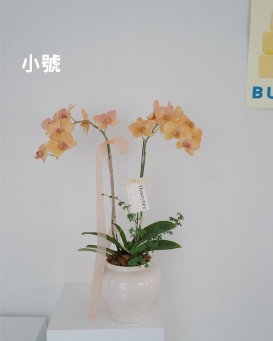 【祝賀蘭花盆花】