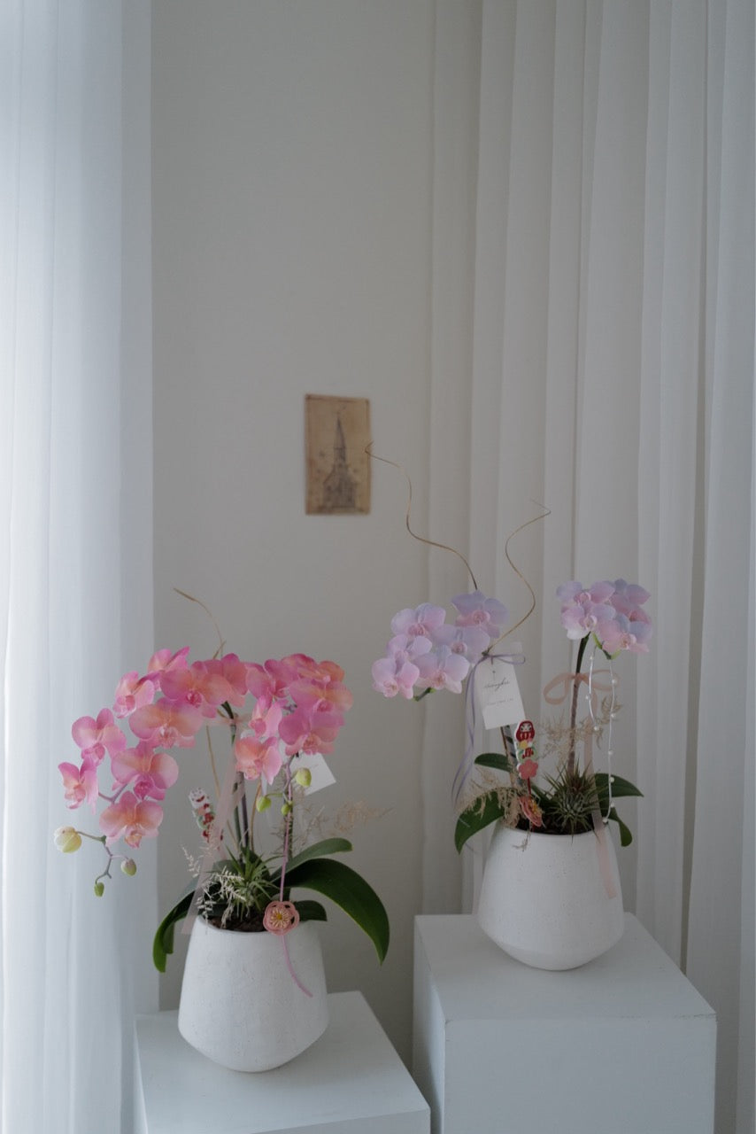 2026新年✴︎賀年蘭花花禮