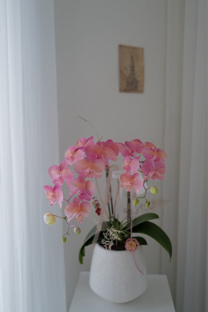 2026新年✴︎賀年蘭花花禮