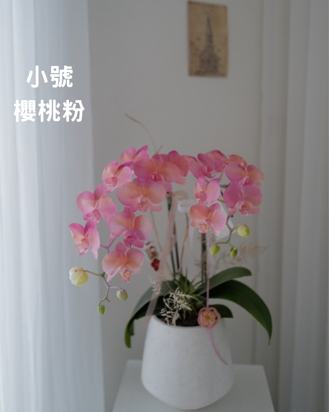 2026新年✴︎賀年蘭花花禮