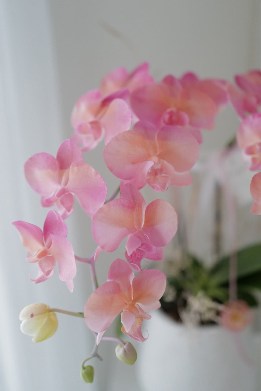 2026新年✴︎賀年蘭花花禮