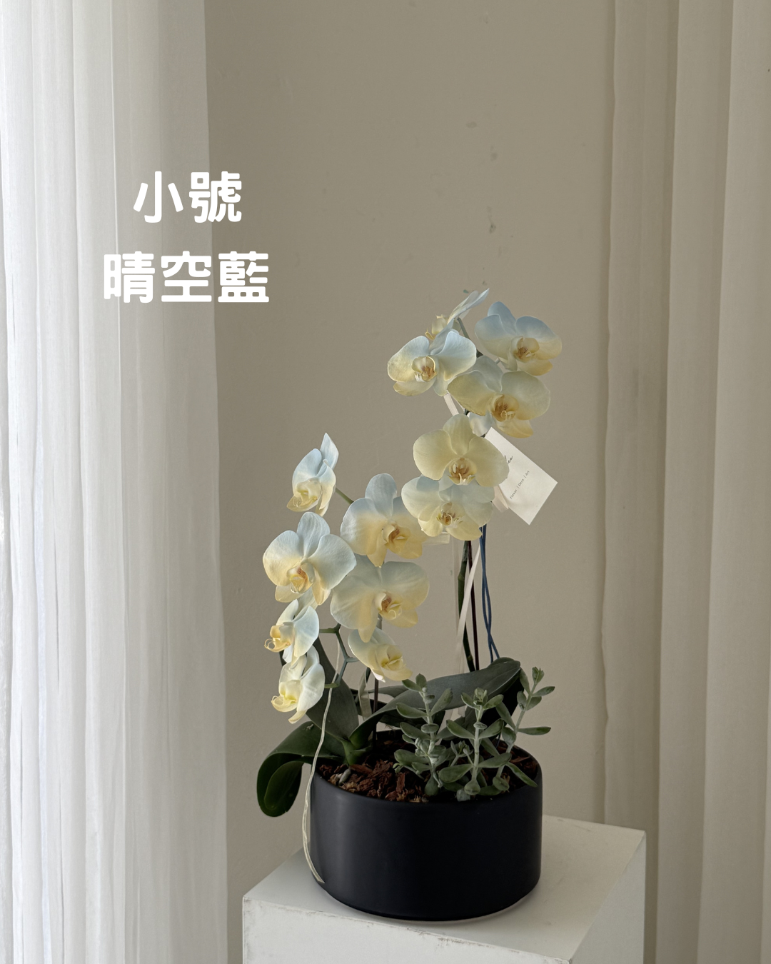 祝賀蘭花花禮