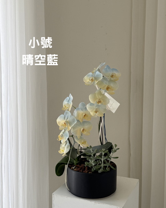 祝賀蘭花花禮