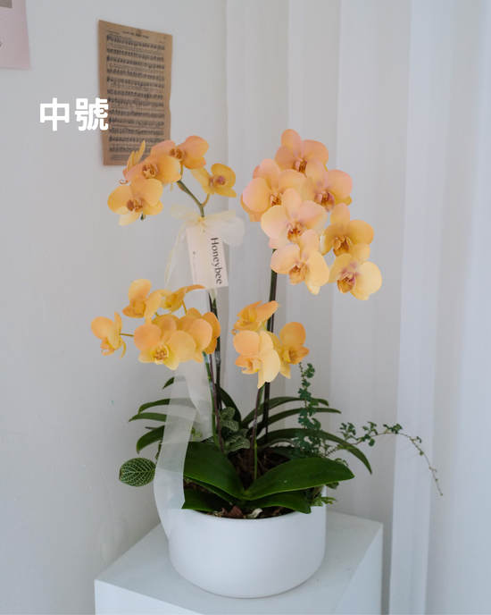 【祝賀蘭花盆花】 - honeybee breath