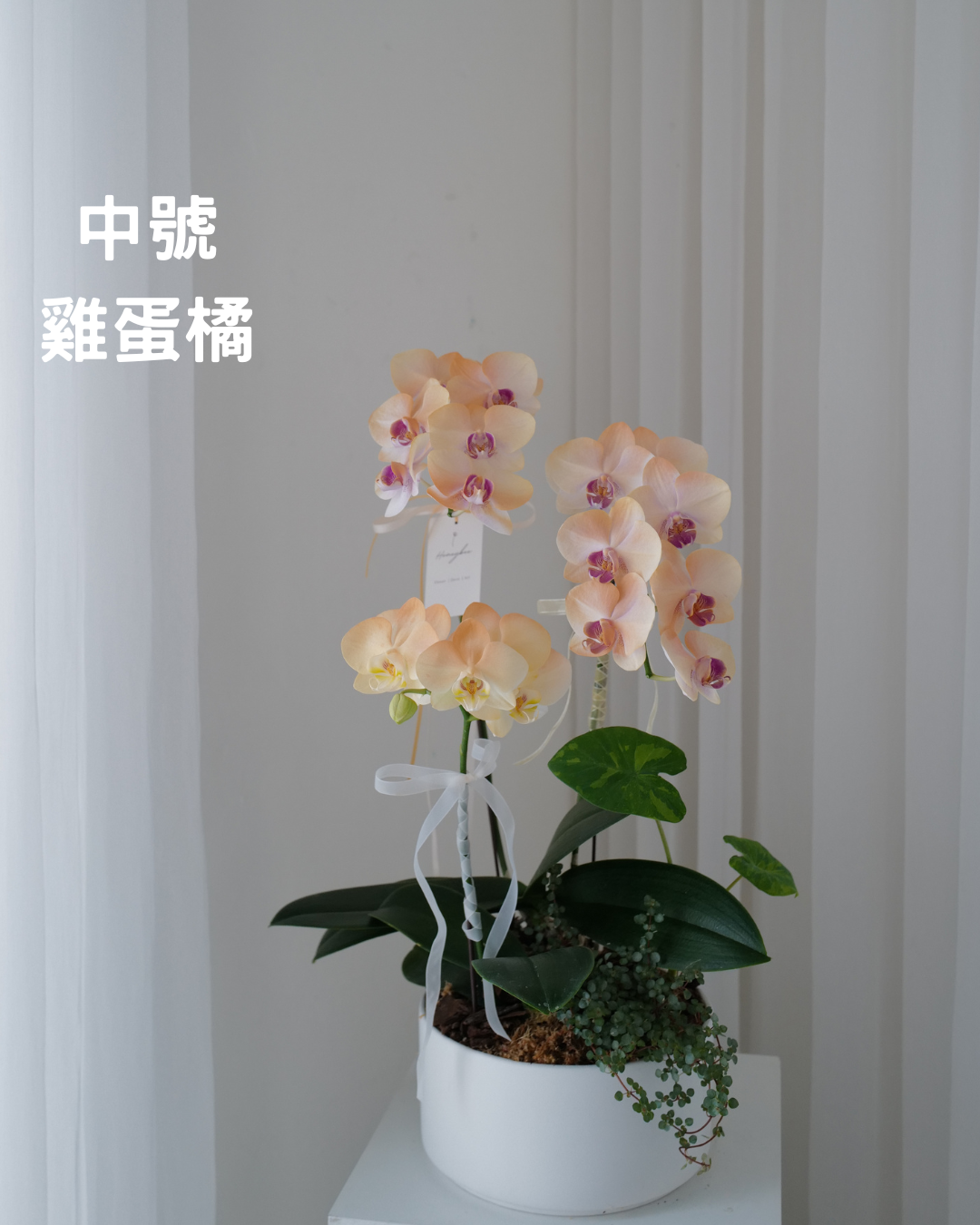 祝賀蘭花花禮 - honeybee breath