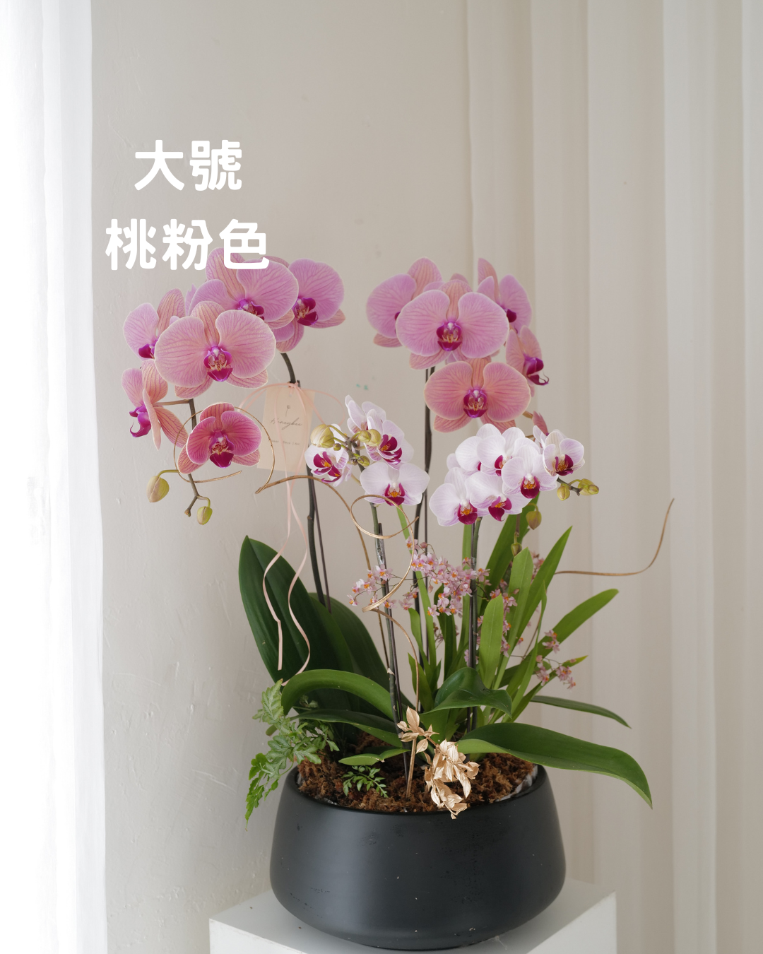 2026新年✴︎賀年蘭花花禮