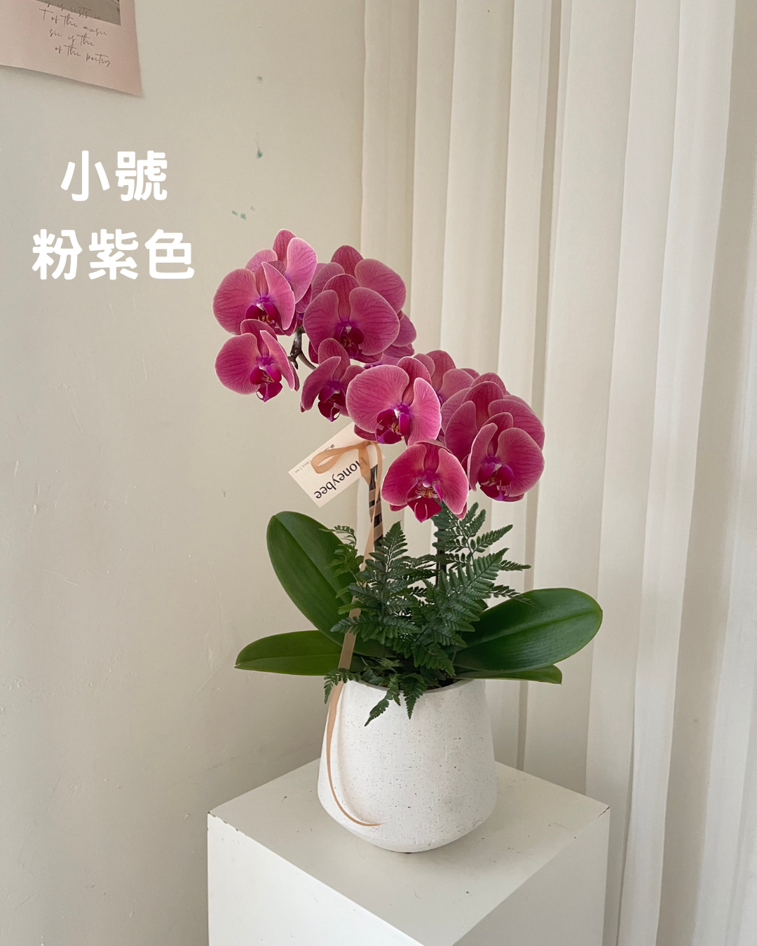 2026新年✴︎賀年蘭花花禮