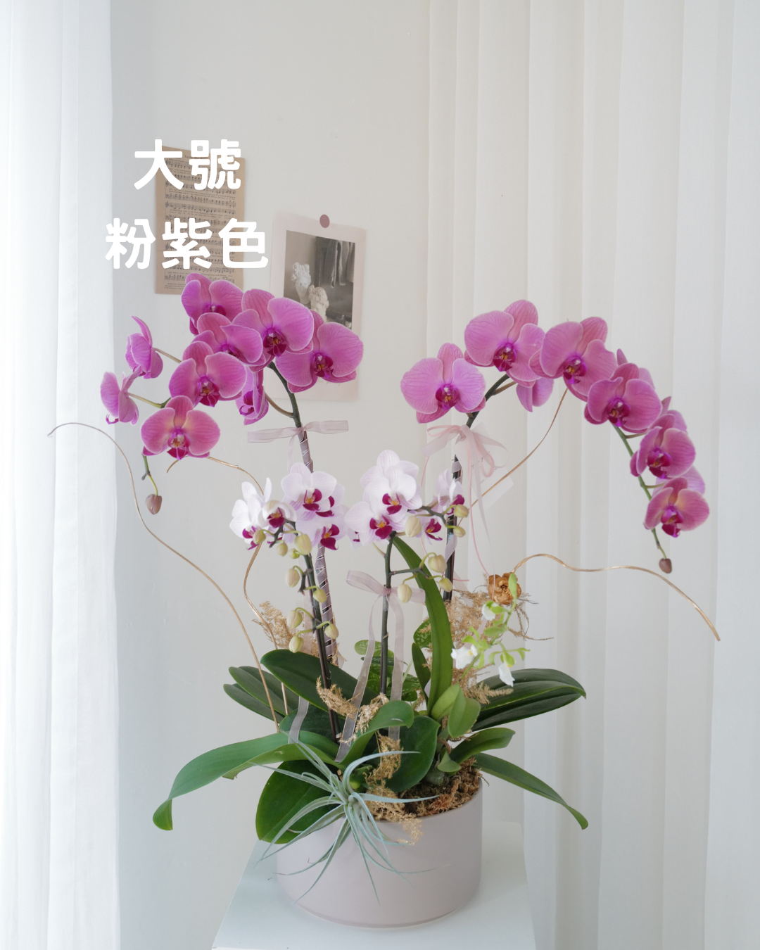 2026新年✴︎賀年蘭花花禮