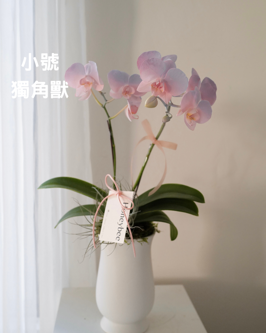 2026新年✴︎賀年蘭花花禮 - honeybee breath