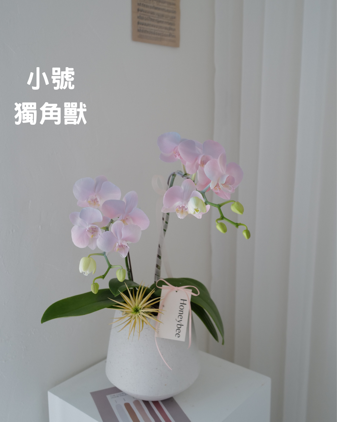 2026新年✴︎賀年蘭花花禮