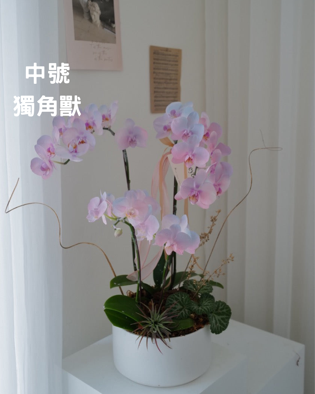 2026新年✴︎賀年蘭花花禮