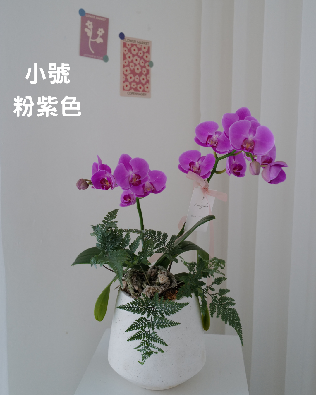祝賀蘭花花禮 - honeybee breath