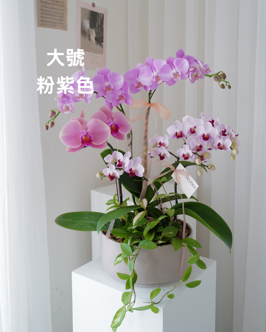 祝賀蘭花花禮 - honeybee breath