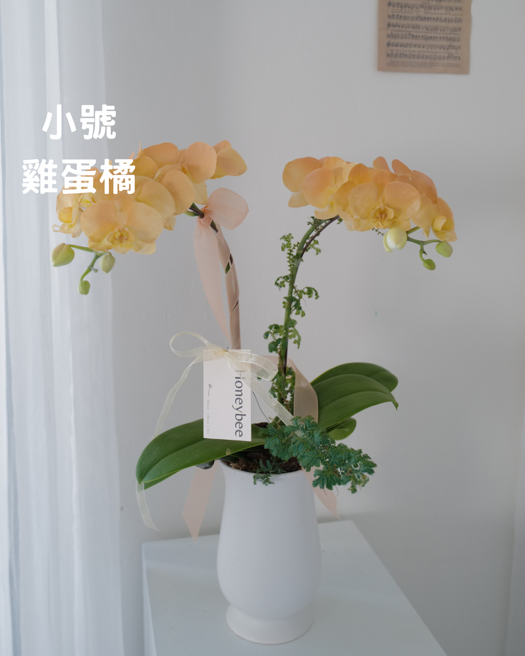 2026新年✴︎賀年蘭花花禮