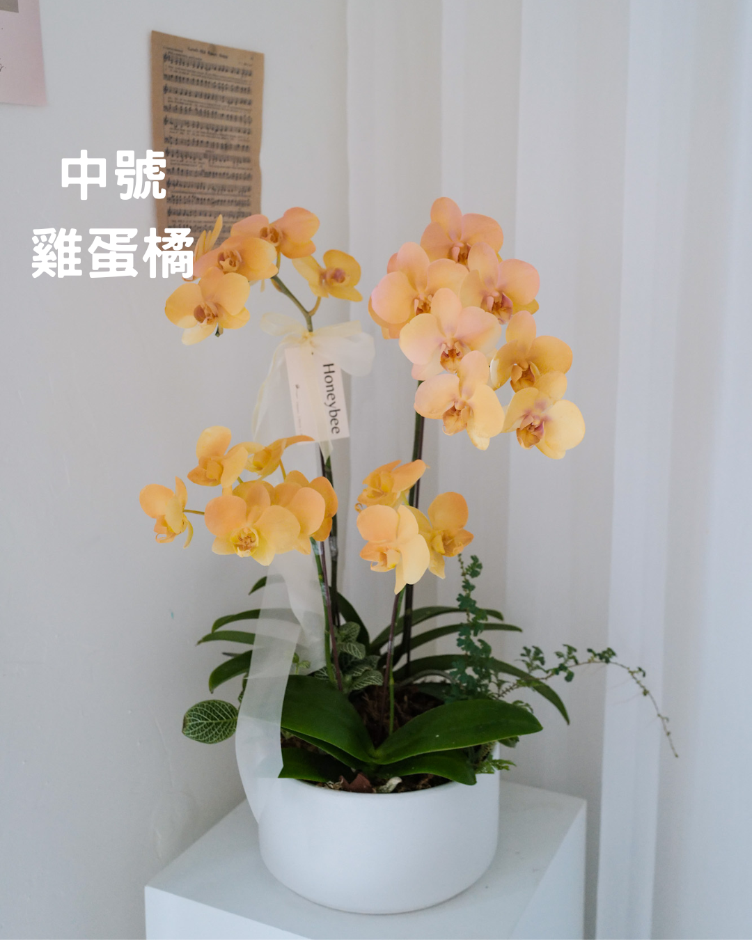 2026新年✴︎賀年蘭花花禮
