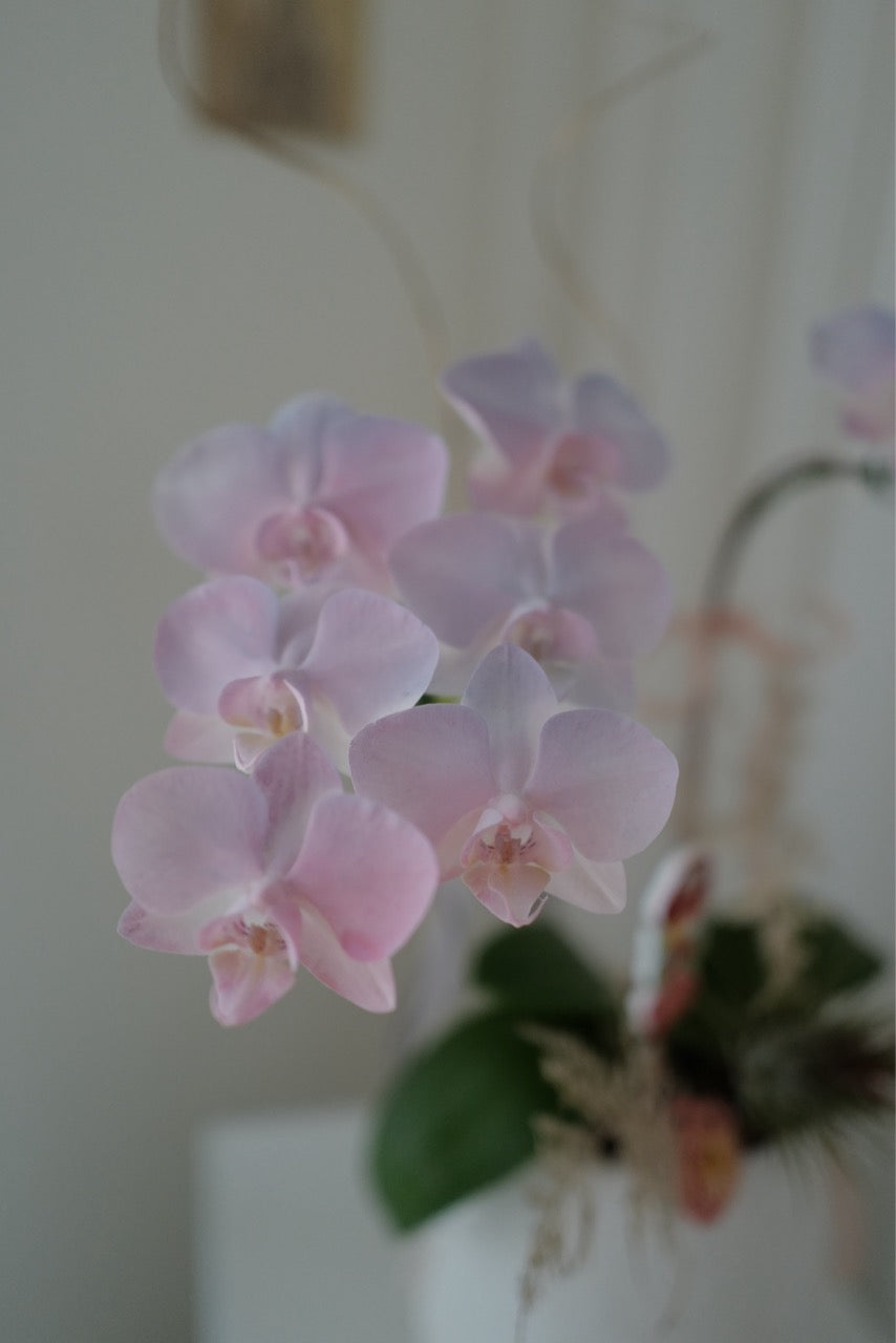 2026新年✴︎賀年蘭花花禮